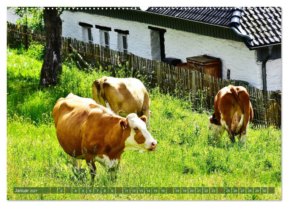 Eifeler Kuhwiesen (CALVENDO Premium Wandkalender 2027)