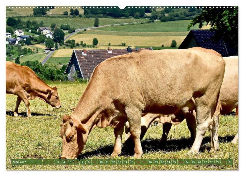 Eifeler Kuhwiesen (CALVENDO Premium Wandkalender 2027)