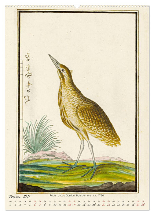 Vögel des südlichen Afrika (CALVENDO Premium Wandkalender 2027)