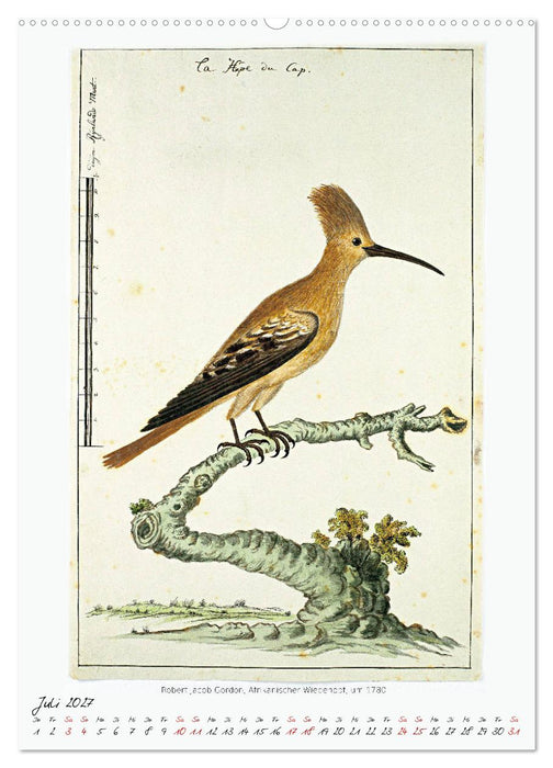 Vögel des südlichen Afrika (CALVENDO Premium Wandkalender 2027)