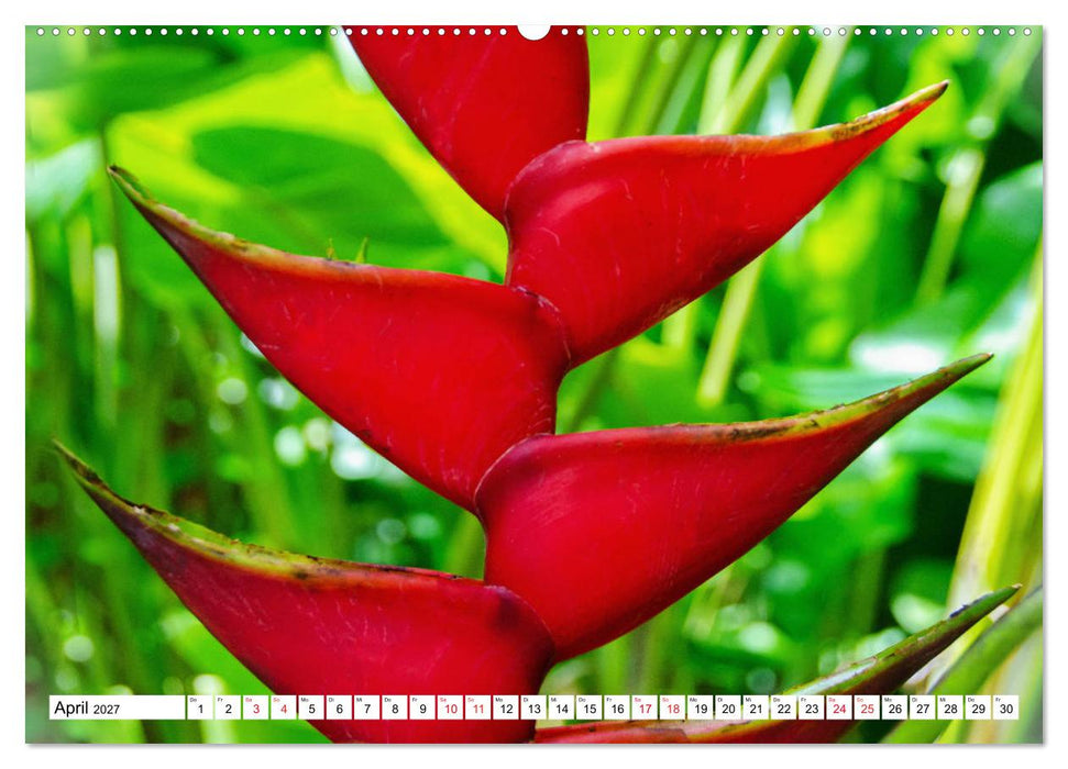 Karibische Momente - Eine Reise ins tropische Paradies (CALVENDO Premium Wandkalender 2027)