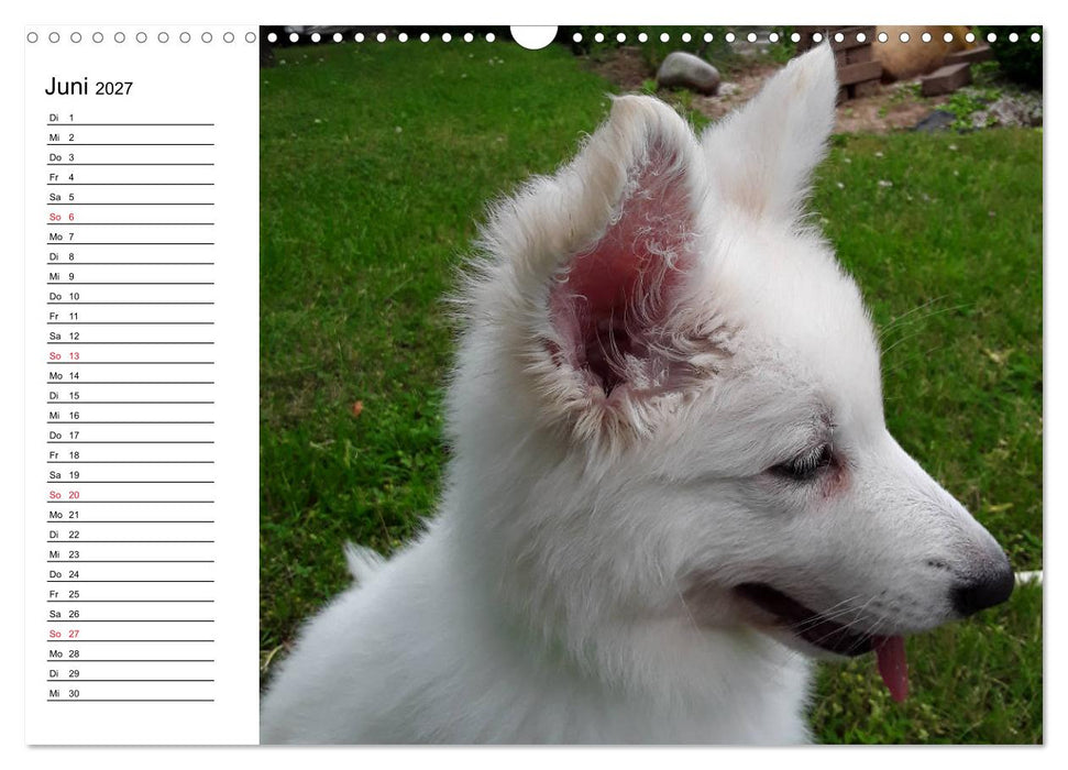 Berger Blanc Suisse - Weißer Schweizer Schäferhund (CALVENDO Wandkalender 2027)