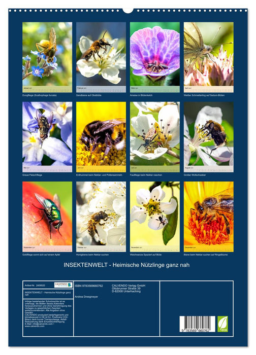 INSEKTENWELT - Heimische Nützlinge ganz nah (CALVENDO Premium Wandkalender 2027)
