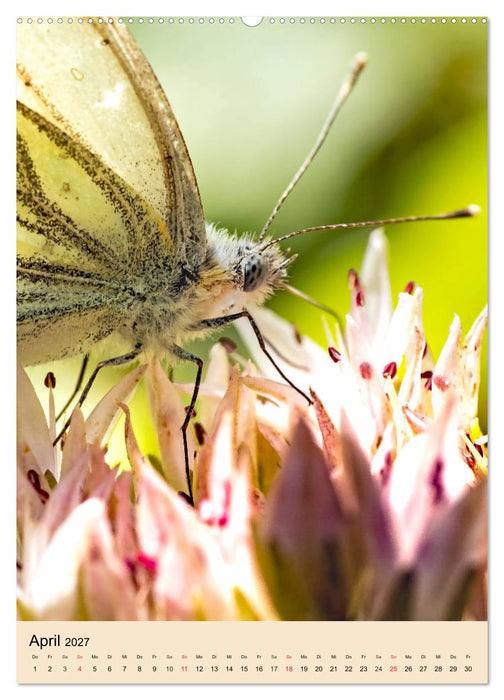 INSEKTENWELT - Heimische Nützlinge ganz nah (CALVENDO Premium Wandkalender 2027)