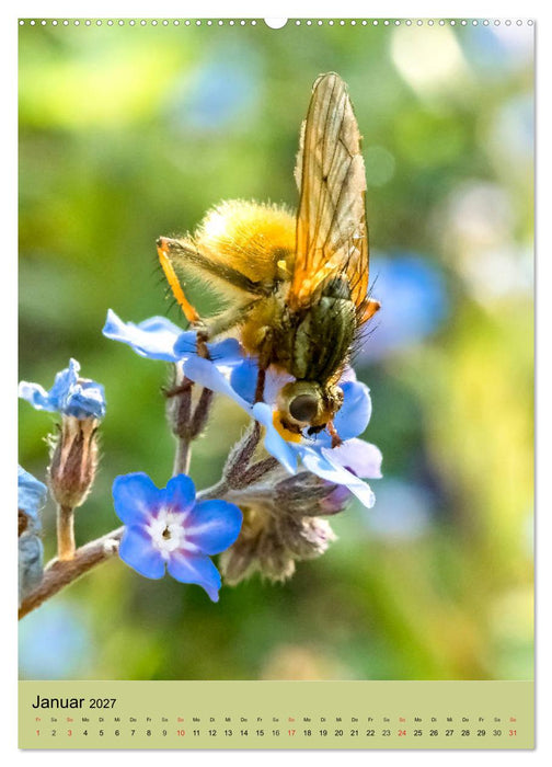 INSEKTENWELT - Heimische Nützlinge ganz nah (CALVENDO Wandkalender 2027)