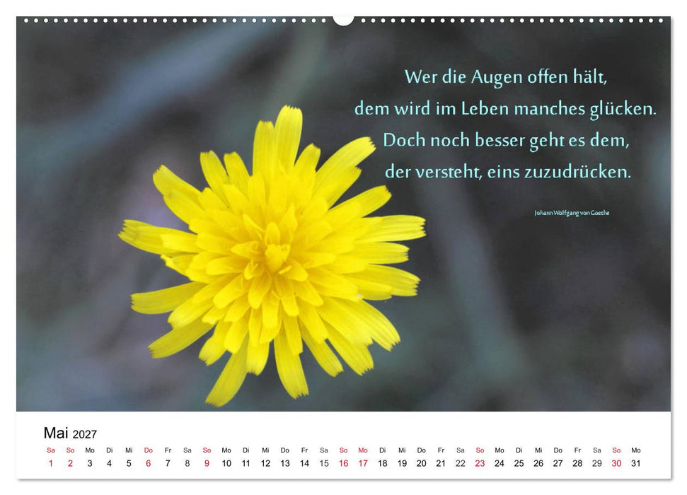 Lebensweisheiten 2027 (CALVENDO Wandkalender 2027)