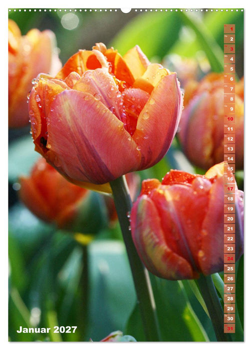 Bunte Tulpenpracht (CALVENDO Wandkalender 2027)