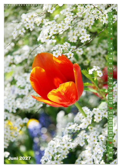 Bunte Tulpenpracht (CALVENDO Wandkalender 2027)