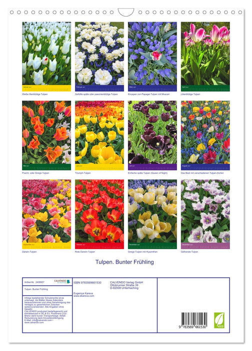 Tulpen. Bunter Frühling (CALVENDO Wandkalender 2027)