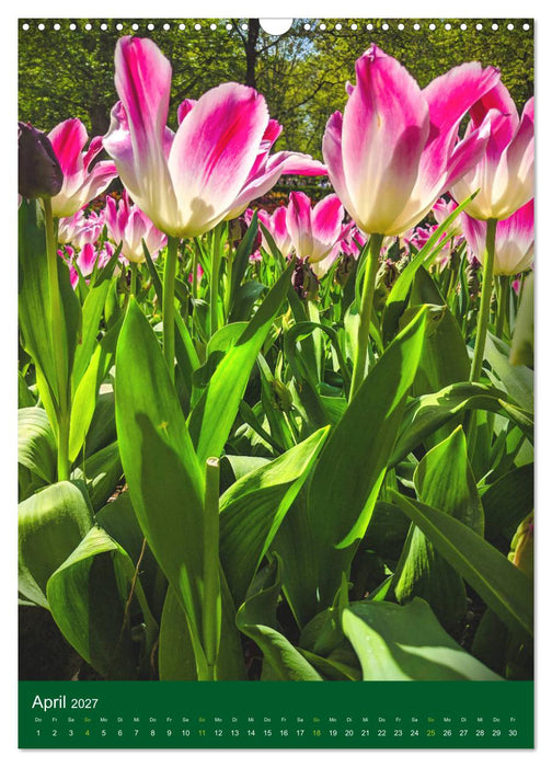 Tulpen. Bunter Frühling (CALVENDO Wandkalender 2027)