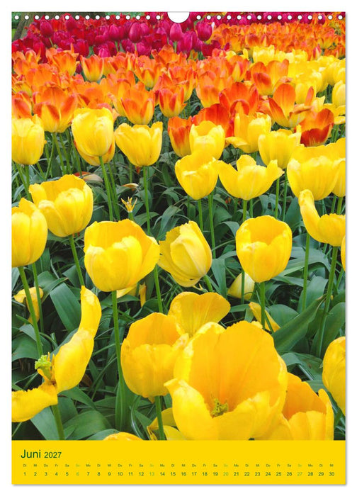 Tulpen. Bunter Frühling (CALVENDO Wandkalender 2027)