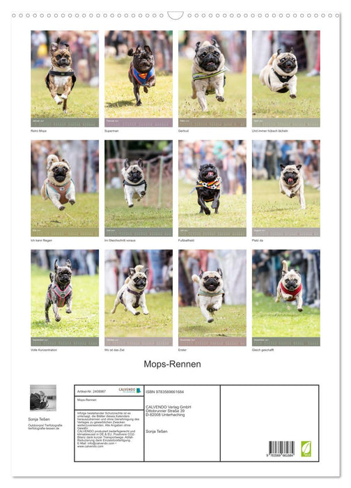 Mops-Rennen (CALVENDO Wandkalender 2027)