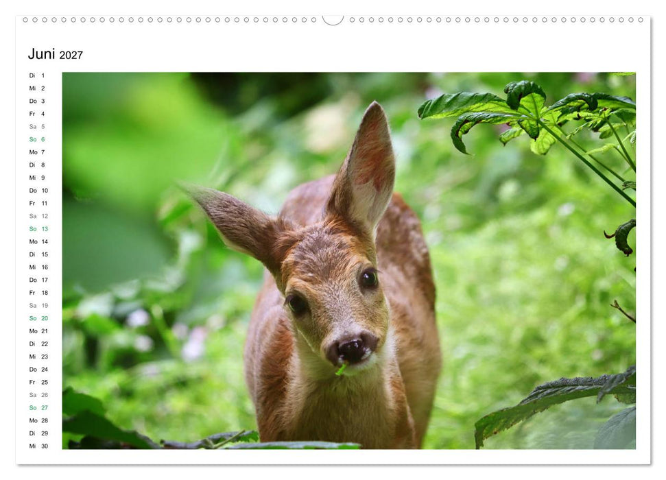 Rehkitze, zierliche Schönheiten mit großen, sanften Augen (CALVENDO Premium Wandkalender 2027)
