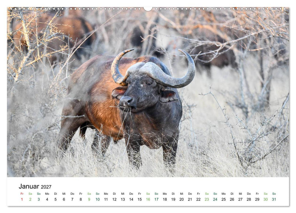 Büffel - wild und schön (CALVENDO Premium Wandkalender 2027)
