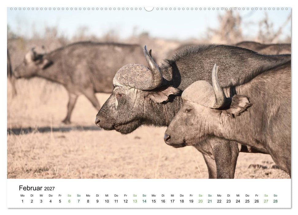 Büffel - wild und schön (CALVENDO Premium Wandkalender 2027)