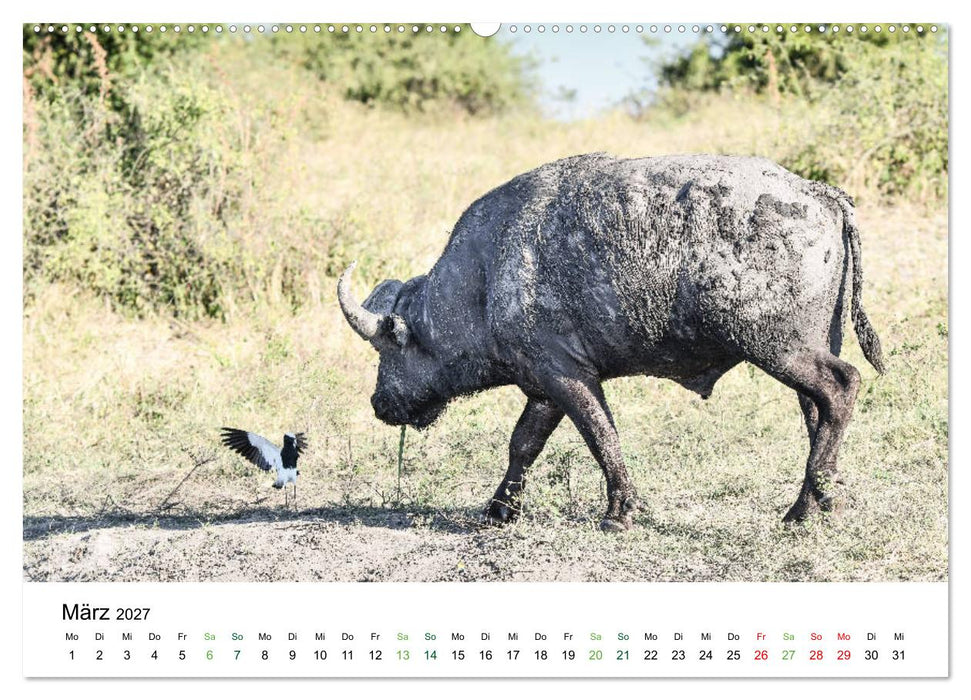 Büffel - wild und schön (CALVENDO Premium Wandkalender 2027)