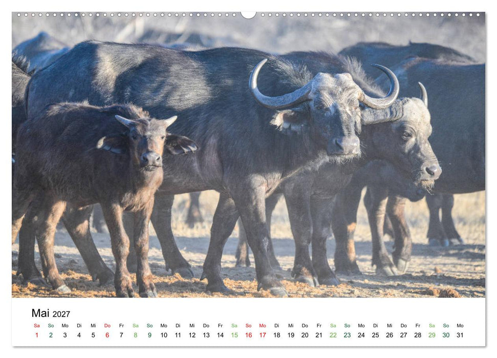 Büffel - wild und schön (CALVENDO Premium Wandkalender 2027)
