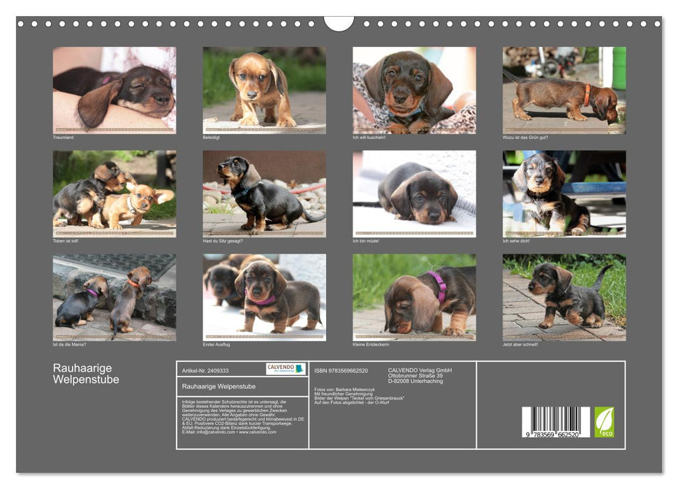 Rauhaarige Welpenstube (CALVENDO Wandkalender 2027)