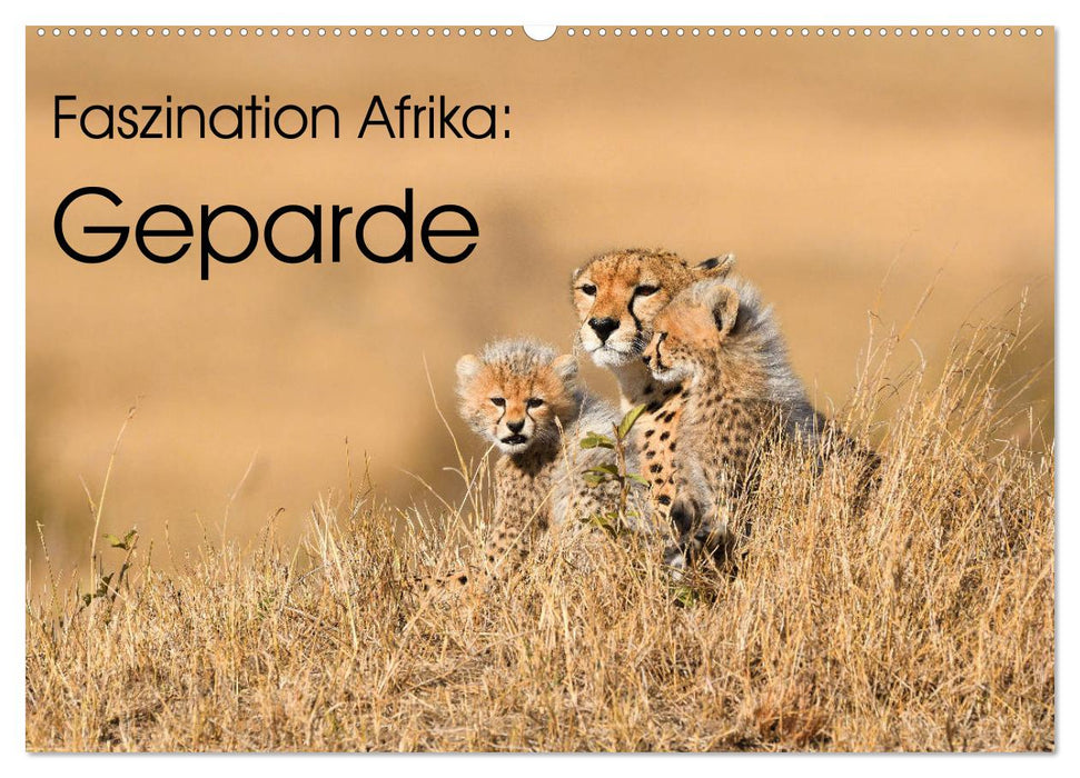 Faszinaton Afrika: Geparde (CALVENDO Wandkalender 2027)