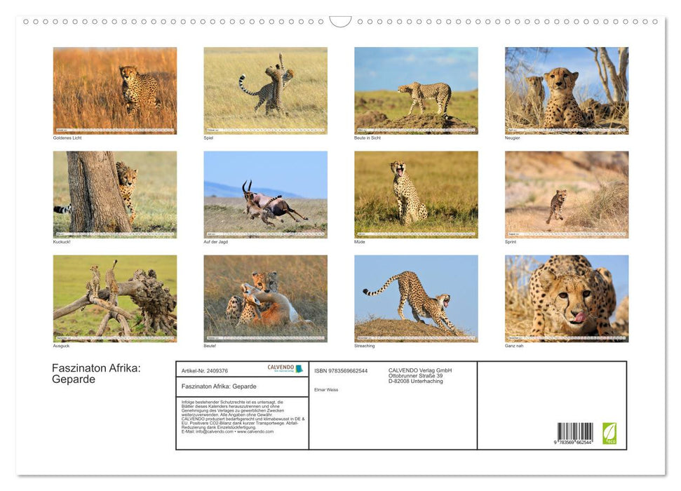 Faszinaton Afrika: Geparde (CALVENDO Wandkalender 2027)