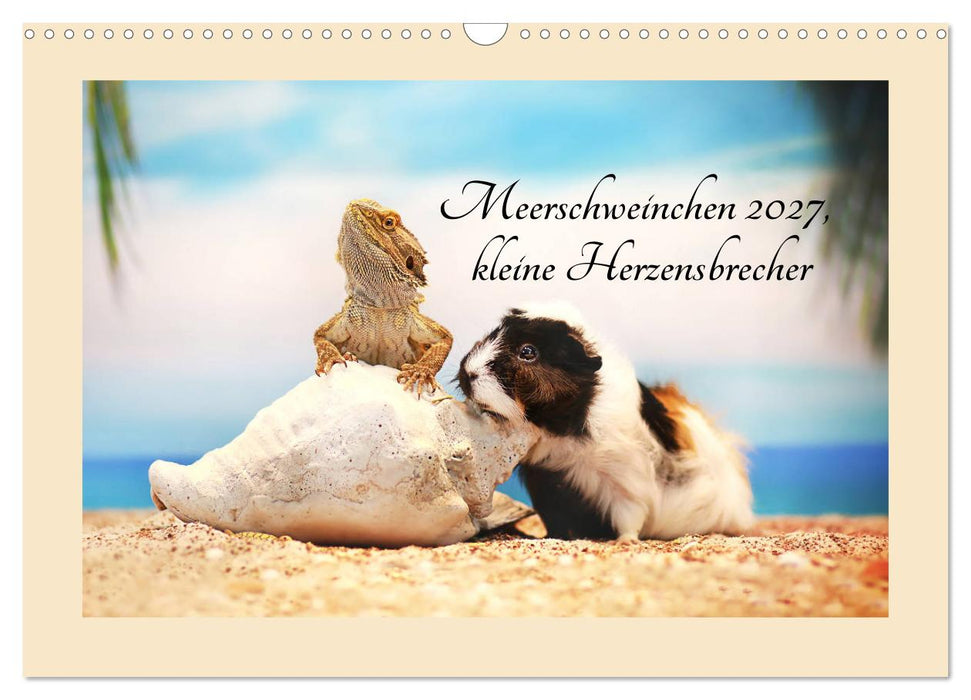 Meerschweinchen 2027, kleine Herzensbrecher (CALVENDO Wandkalender 2027)