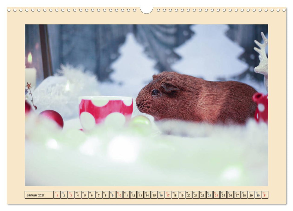 Meerschweinchen 2027, kleine Herzensbrecher (CALVENDO Wandkalender 2027)