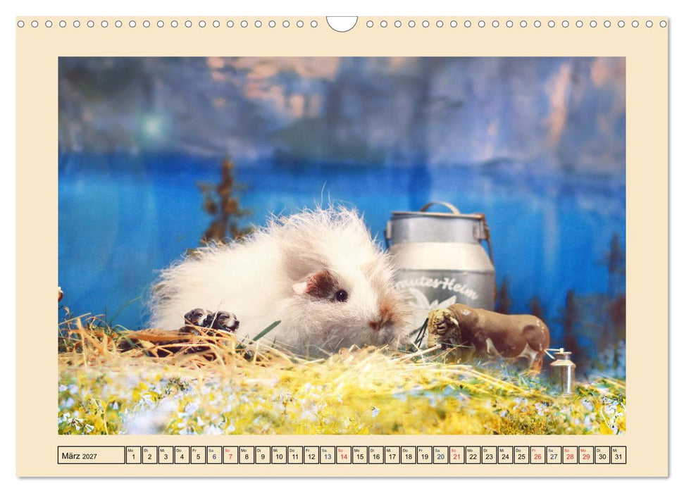 Meerschweinchen 2027, kleine Herzensbrecher (CALVENDO Wandkalender 2027)