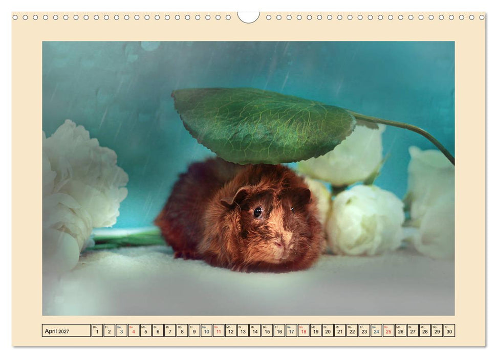Meerschweinchen 2027, kleine Herzensbrecher (CALVENDO Wandkalender 2027)