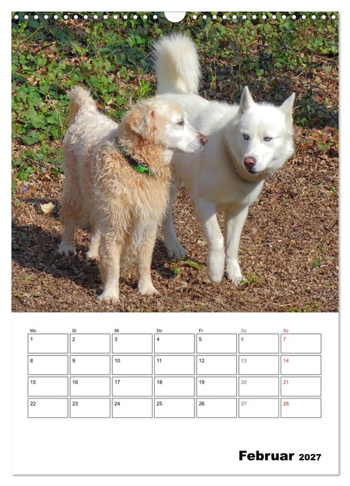 Hunde Freunde (CALVENDO Wandkalender 2027)