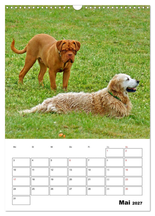 Hunde Freunde (CALVENDO Wandkalender 2027)