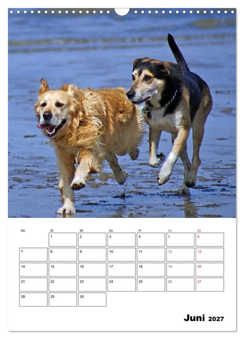 Hunde Freunde (CALVENDO Wandkalender 2027)