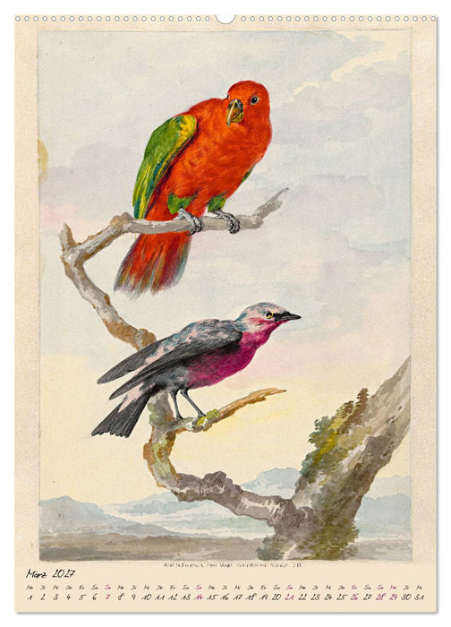 Aert Schouman. VÖGEL (CALVENDO Wandkalender 2027)