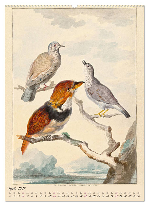 Aert Schouman. VÖGEL (CALVENDO Wandkalender 2027)