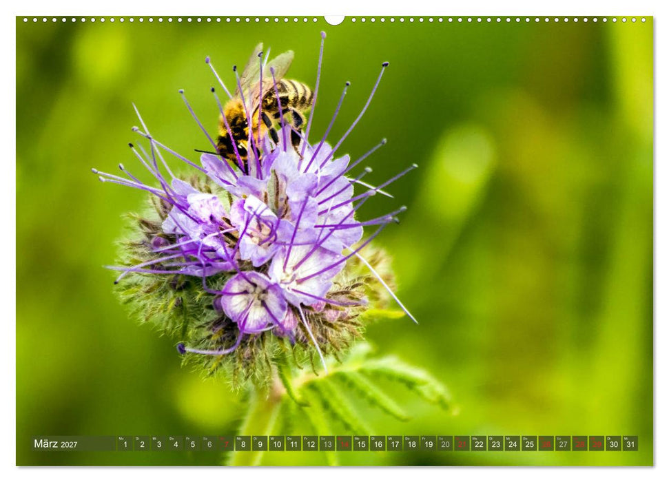 BIENEN - Kleine Nützlinge ganz groß (CALVENDO Premium Wandkalender 2027)