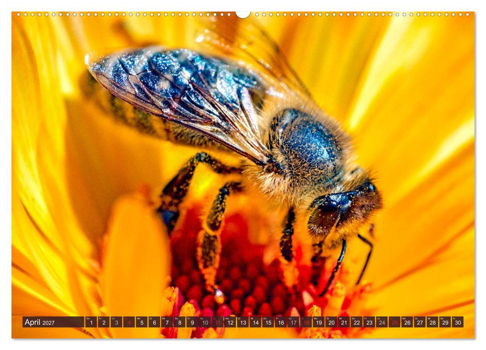 BIENEN - Kleine Nützlinge ganz groß (CALVENDO Premium Wandkalender 2027)