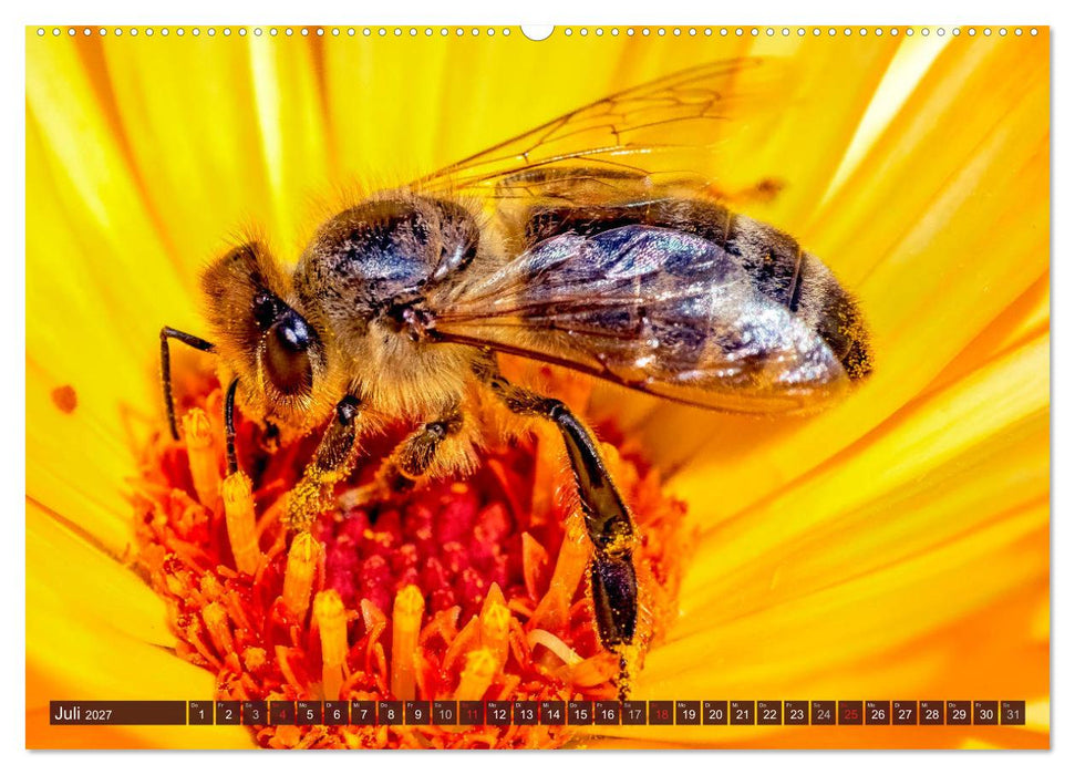 BIENEN - Kleine Nützlinge ganz groß (CALVENDO Premium Wandkalender 2027)