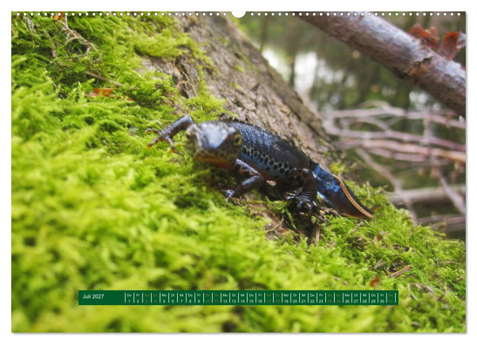 Unterwegs im Deister (CALVENDO Premium Wandkalender 2027)
