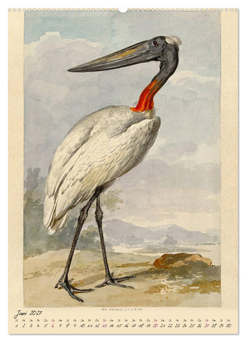 Aert Schouman. VÖGEL (CALVENDO Premium Wandkalender 2027)