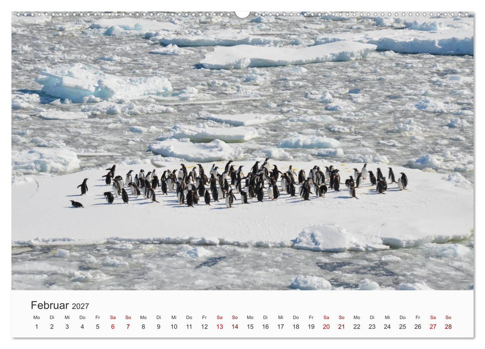 Pinguine - Die sympathischen Frack-Träger (CALVENDO Wandkalender 2027)