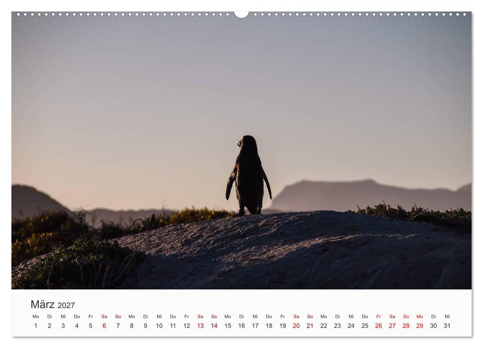 Pinguine - Die sympathischen Frack-Träger (CALVENDO Wandkalender 2027)
