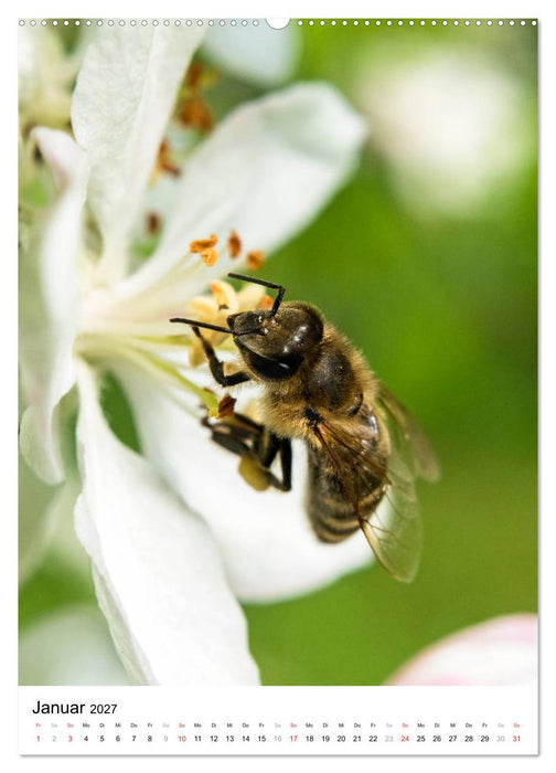 BIENEN - Kleine Nützlinge ganz nah (CALVENDO Wandkalender 2027)