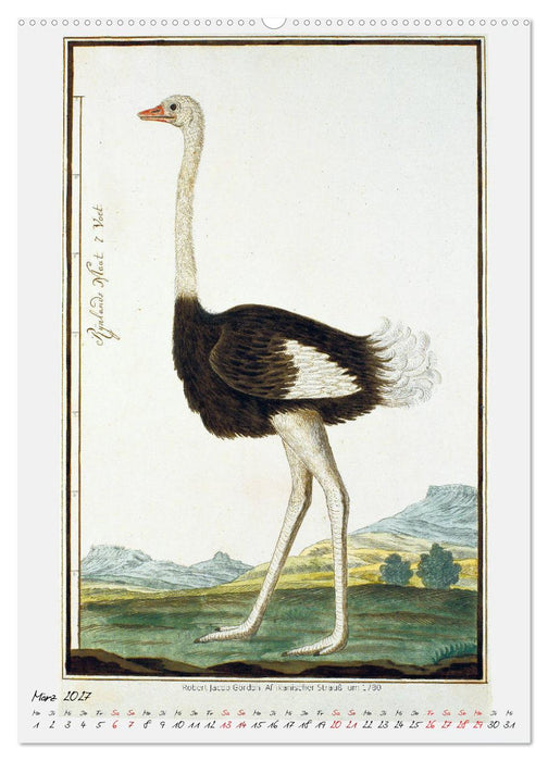 Vögel des südlichen Afrika (CALVENDO Wandkalender 2027)