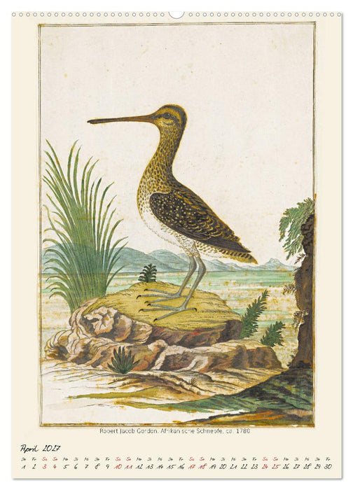 Vögel des südlichen Afrika (CALVENDO Wandkalender 2027)