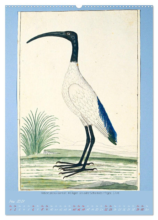 Vögel des südlichen Afrika (CALVENDO Wandkalender 2027)