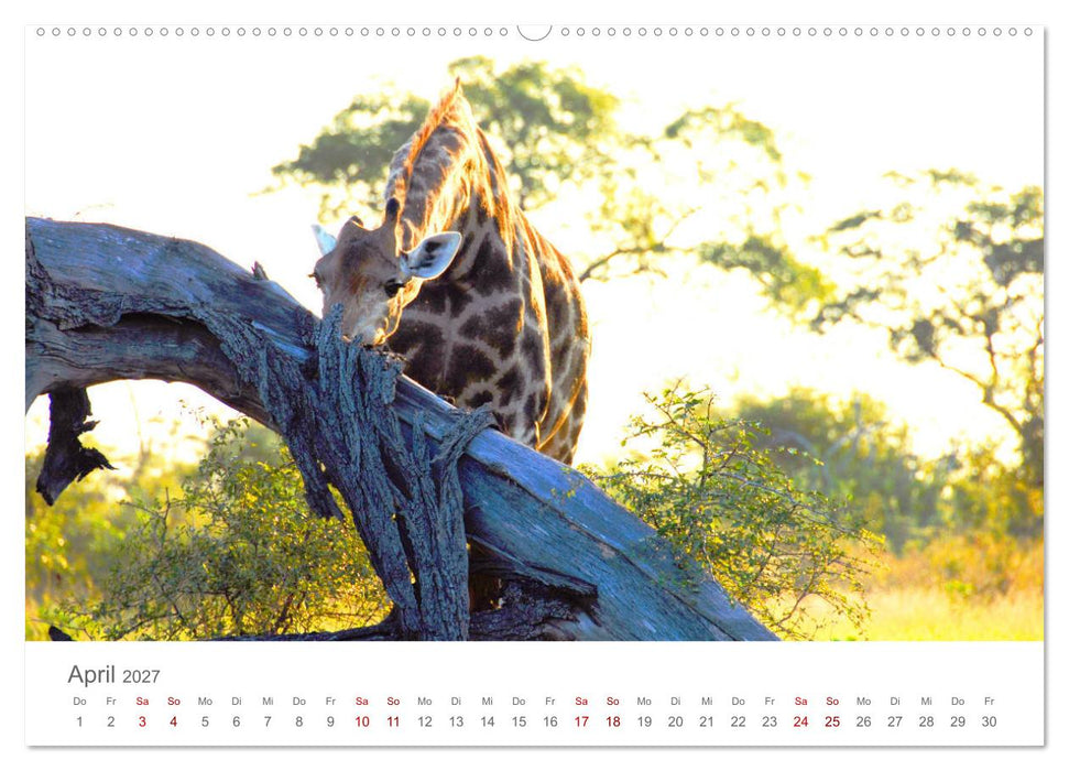 Safari / Afrika (CALVENDO Premium Wandkalender 2027)