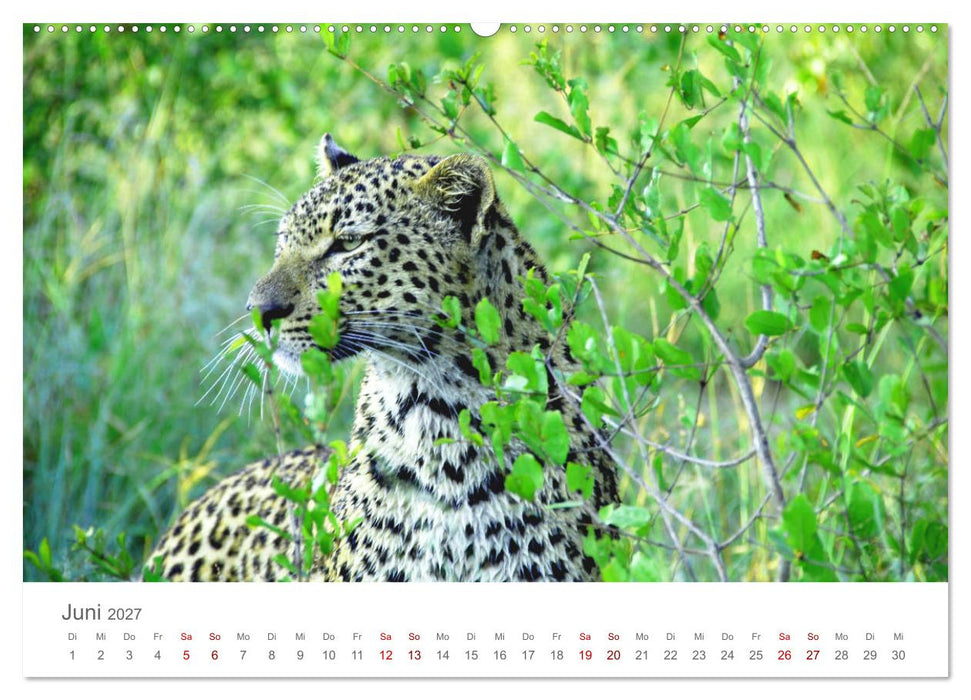 Safari / Afrika (CALVENDO Premium Wandkalender 2027)