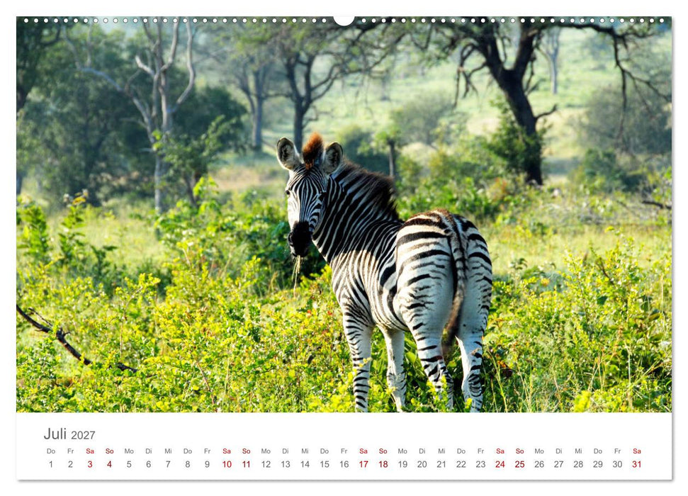 Safari / Afrika (CALVENDO Premium Wandkalender 2027)