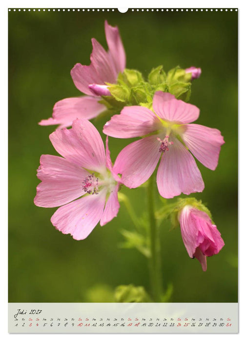 Florale Meisterwerke der Natur (CALVENDO Premium Wandkalender 2027)