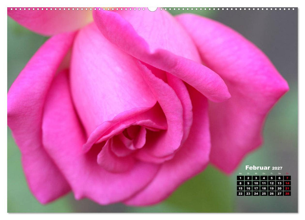 Magie der Rosen (CALVENDO Wandkalender 2027)