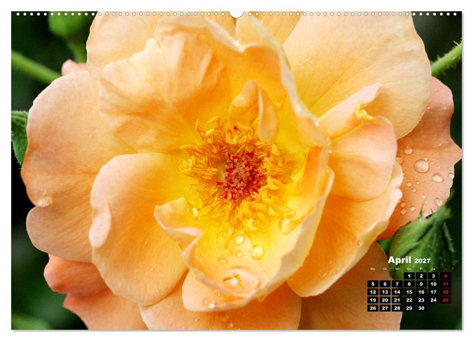 Magie der Rosen (CALVENDO Wandkalender 2027)